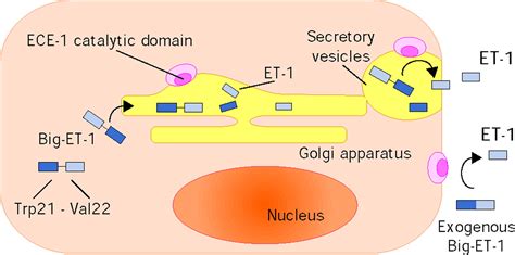 endothelin|endothelin 1 half life.